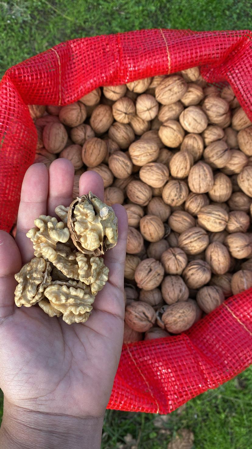 Yerli Üretim İnce Kabuklu Ceviz (Pestisit Analizli)