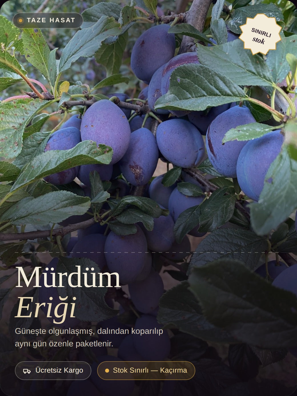 YERLİ MÜRDÜM ERİĞİ
